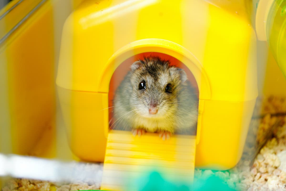 Close-up photo of a hamster in a yellow cage. 