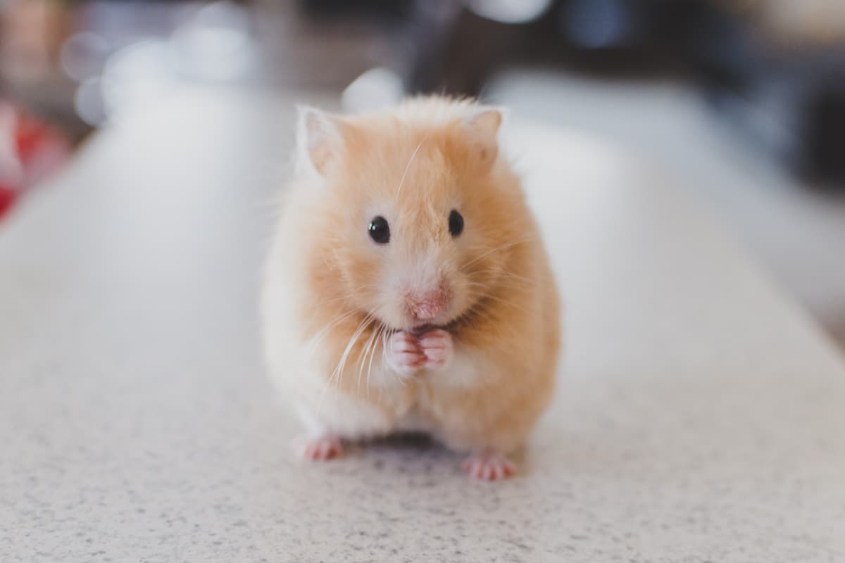 Close-up shot of a brown hamster. 