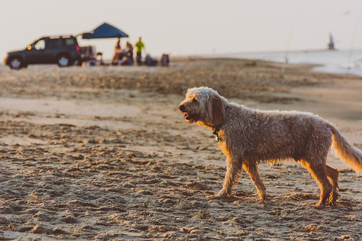 A dog walking at the Rehoboth Beach with a blurred photo of a pickup truck in the background.