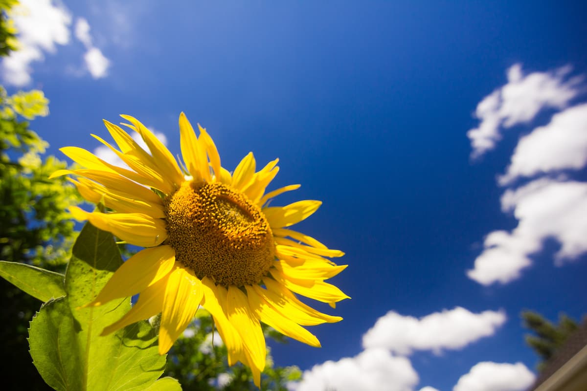 A sunflower against the blue sky. 