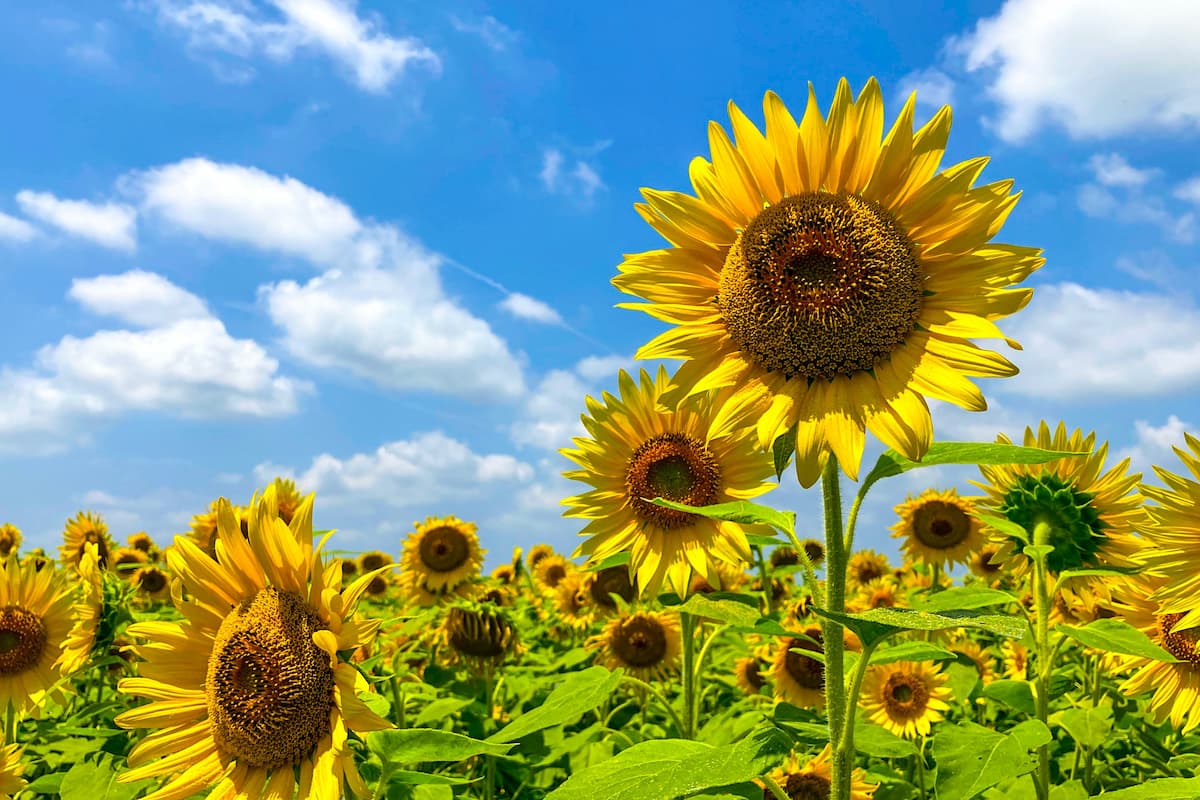 Sunflowers on a sunflower field.