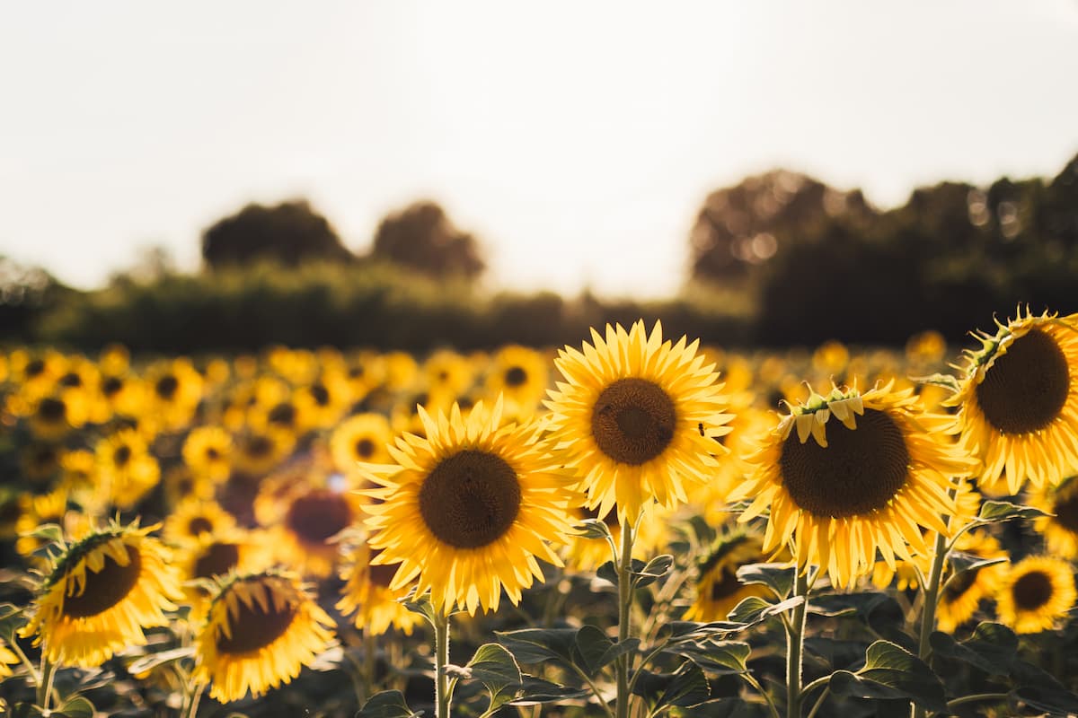 Sunflowers on a sunflower field. 